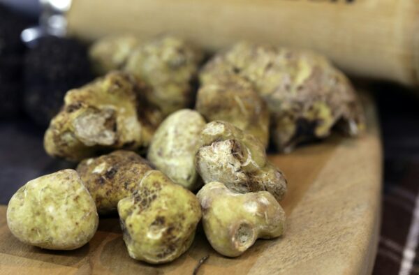 Black and White Truffle Mushroom